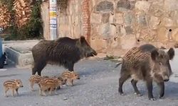 Marmaris’te domuz istilası mezarlıklara sıçradı