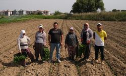 Ayvalık’ta Kadınların Toprağa Değdiği Üretim Hamlesi