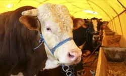 Kurbanlık Fiyatları El Yakıyor: Artış %35’i Buldu