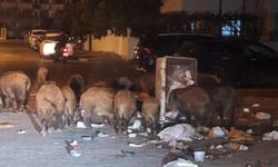 Marmaris'i domuzlar bastı: Halk tedirgin, uzmanlar uyarıyor