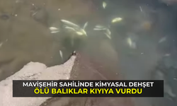 Mavişehir Sahilinde Kimyasal Dehşeti: Ölü Balıklar Kıyıya Vurdu