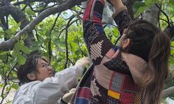 Ortaca'da Kahverengi Kokarca Alarmı!