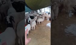 Torbalı kurban pazarı sular altında kaldı