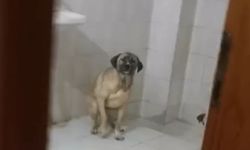 Turgutlu’da 12 Köpekle Yaşadığı Ev Çöp Eve Döndü