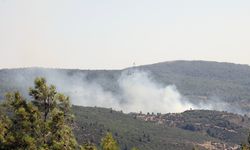 Menteşe’de zeytinlik yangını ormanla birleşti