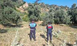 Aydın’da Ormanda Mangal Yapanlara Ceza