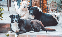 Belediyelerin kapasitesi yetmiyor: 4 milyon sokak köpeği için ayrılan alan yanızca 89 bin