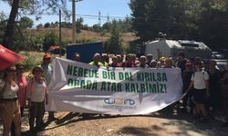 Yeni yasa zeytinlikleri tehdit ediyor: Tepkiler büyüyor