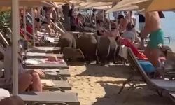 Marmaris’te domuzlar plajları mesken tuttu