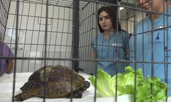 İzmir’de yangından kurtarılan kaplumbağanın tedavisi sürüyor