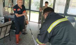 Afyonkarahisar’da yılan paniği