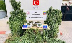 Alaşehir’de yasa dışı kenevir ekimine jandarma darbesi