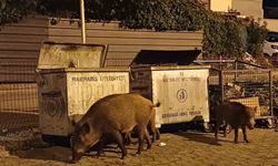 Belediye sessiz kaldı, Marmaris’i domuzlar ele geçirdi