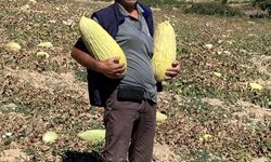 Emet’tin Göncek Kavunu organik tarım bünyesine kazandırılacak