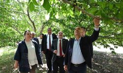 TBMM Zirai Don Araştırma Komisyonu Çivril’de meyve bahçelerini inceledi