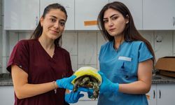 Yangından kurtulan kaplumbağa iyileşiyor