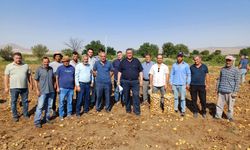 Gürer: Patates tarlada çürüyor, üretici isyan ediyor