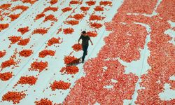 Türkiye'nin Oscar adayı "Hemme'nin Öldüğü Günlerden Biri" oldu