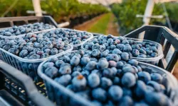 İzmir’de ilk toprağa dikim blueberryler hasat edildi