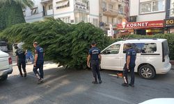 Aydın’da Kökü Kuruyan Ağaç Park Halindeki Araca Devrildi