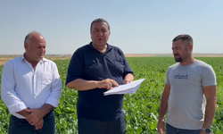 Şeker pancarında fiyat belirsizliği üreticiyi zorluyor