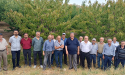 Kirazda don zararı telafi edilmedi