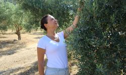 Başkan Sengel'den Zeytin Yasasına Sert Tepki