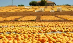 Malatya’da kayısı üretimine iklim krizi!