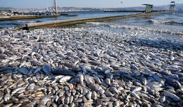 İzmirli balıkçılardan Cemil Tugay’a sert tepki: "Körfez gözümüzün önünde ölüyor"