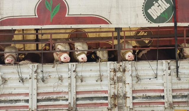 Manisa Salihli'de Canlı Hayvan Nakil Araçları Denetleniyor