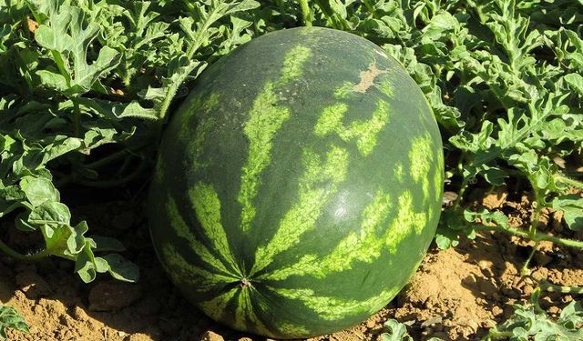 Karpuz hasadı başladı: Kilosu 7 TL'den satılıyor