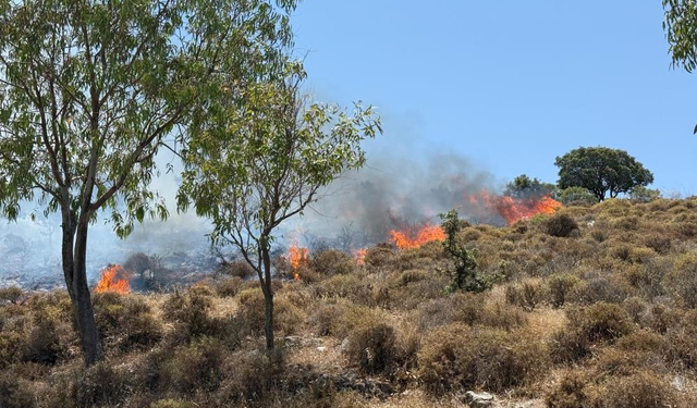 Bodrum’da makilik yangını: Jandarma şüpheliyi gözaltına aldı
