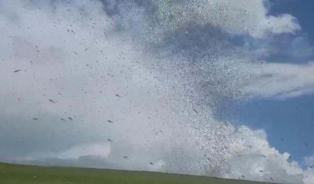 Çıldır Gölü’nde sinekler gökyüzünü kapladı