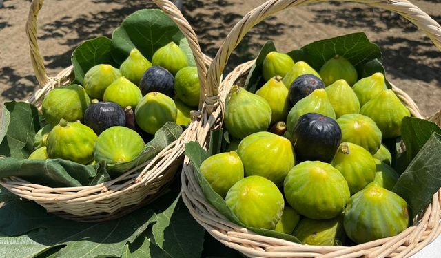 Aydın'da incir mevsimi erken başladı: 2025’in ilk hasadı sofralarda yerini aldı