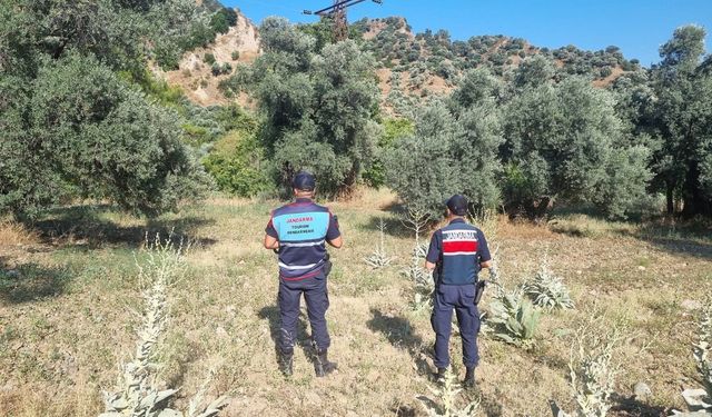 Aydın’da Ormanda Mangal Yapanlara Ceza