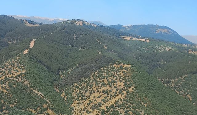 Ormanda çıkan yangın büyümeden söndürüldü