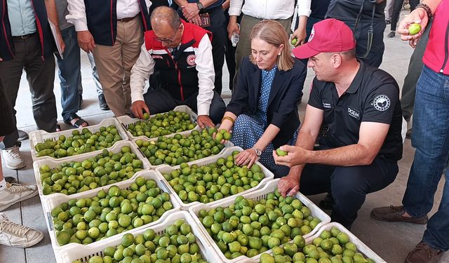 Aydın’da incir sezonu açıldı: İlk satışlar pazarda yoğun ilgi gördü