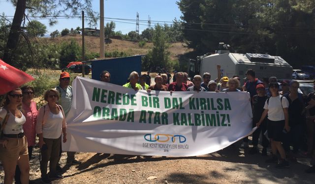 Yeni yasa zeytinlikleri tehdit ediyor: Tepkiler büyüyor