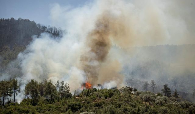 İzmir Yangınları Ekosistemi Yok Etti