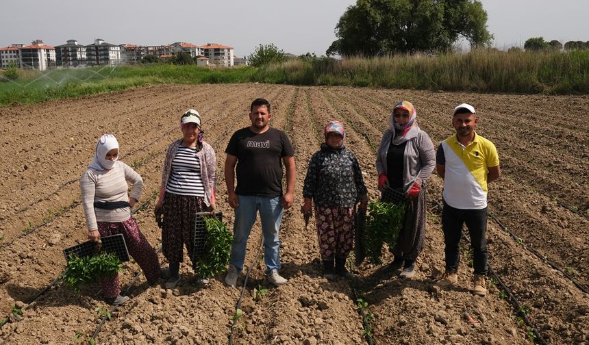 Ayvalık’ta Kadınların Toprağa Değdiği Üretim Hamlesi