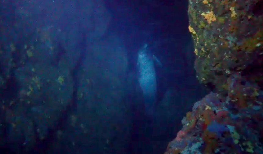 Kuşadası'nda nesli tükenen Akdeniz foku sualtı kamerasına yakalandı