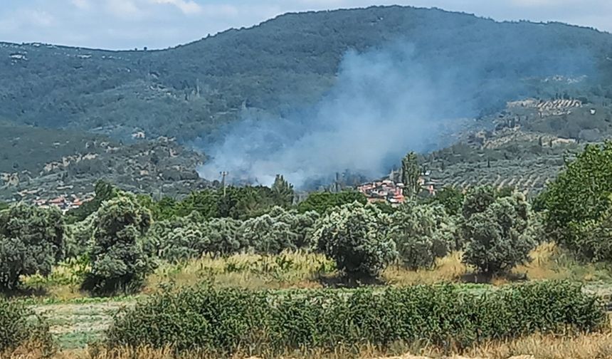 Muğla’daki zeytinlik yangını kontrol çabası