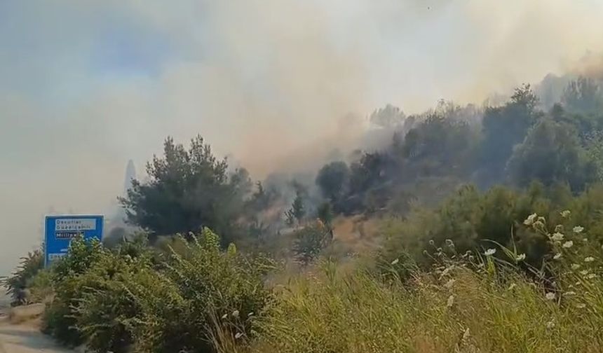 Söke’deki yangın ormana yayıldı