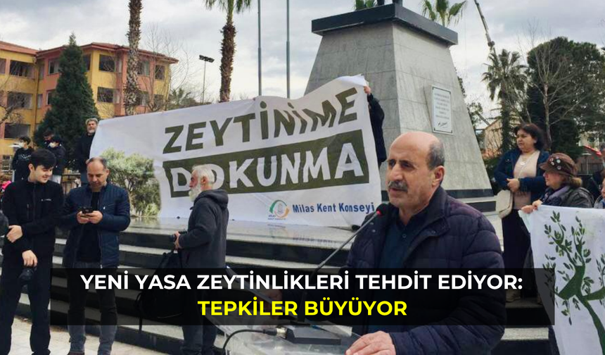 Yeni yasa zeytinlikleri tehdit ediyor: Tepkiler büyüyor