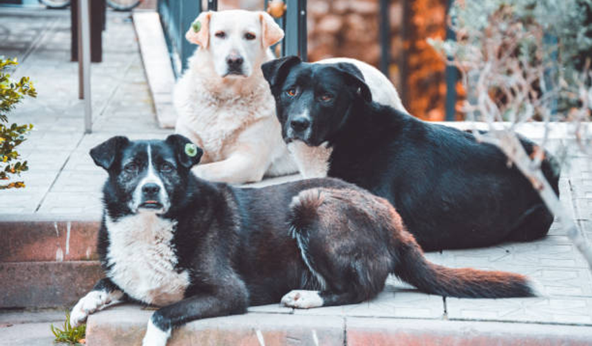 Belediyelerin kapasitesi yetmiyor: 4 milyon sokak köpeği için ayrılan alan yanızca 89 bin