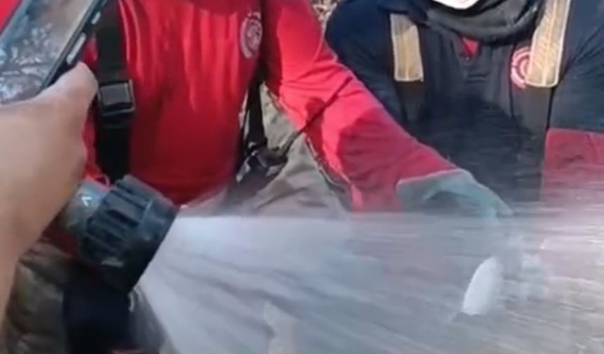 Yangında yaşam için mücadele: Balık kurtarıldı