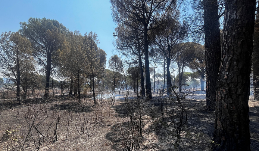 Bergama’da orman yangını söndürüldü!