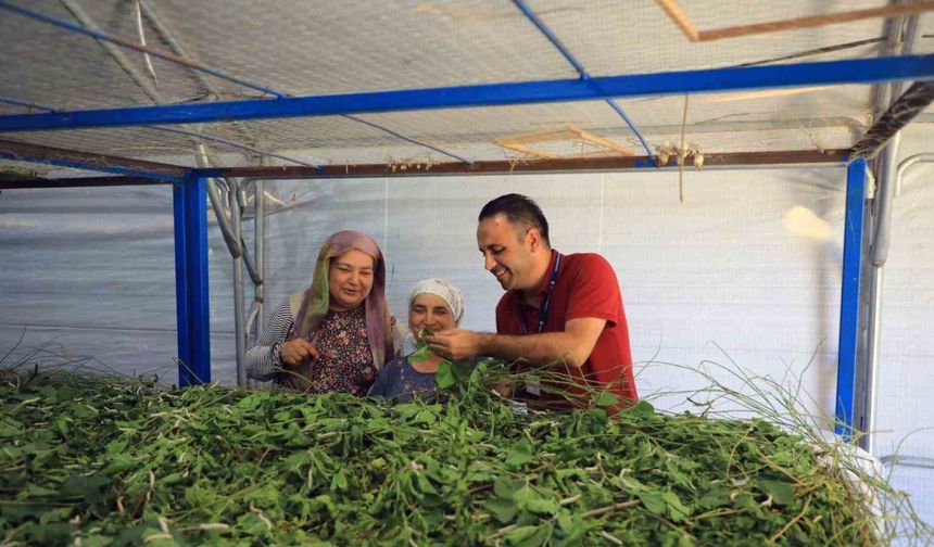 Muğla Büyükşehir’den ipekböcekçiliğine tam destek