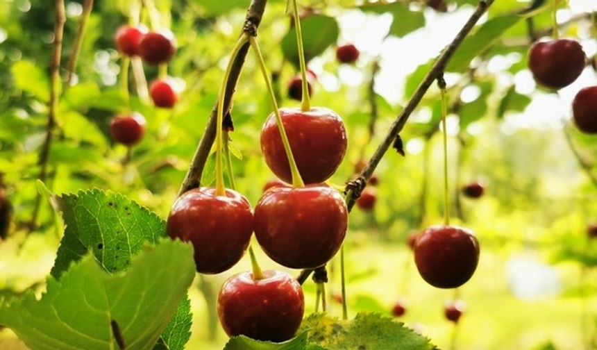 Don felaketi kiraz ihracatını vurdu: Borçların ertelenmesi talebi