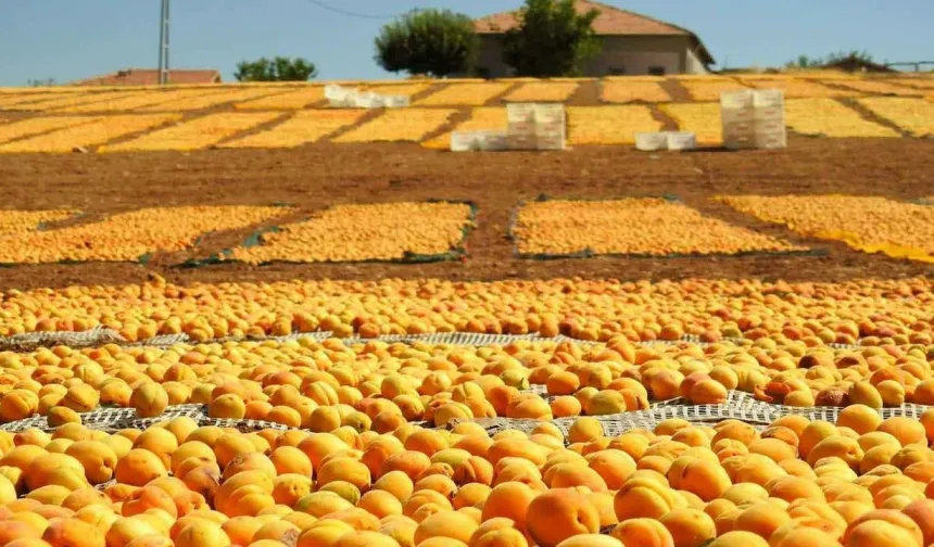 Malatya’da kayısı üretimine iklim krizi!